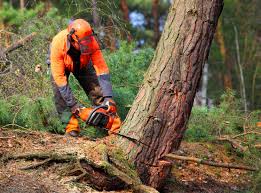 How Our Tree Care Process Works  in  Camp Pendleton South, CA